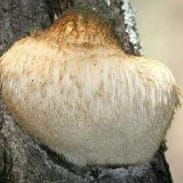 PLANTO Korálovec ježatý (Hericium erinaceus) 20 ks - podhubie na kolíkoch