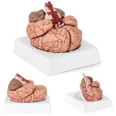 shumee Anatomický model ľudského mozgu, 9 prvkov, mierka 1:1
