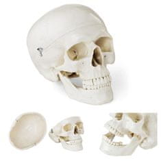 shumee Anatomický model ľudskej lebky v mierke 1:1 + Zuby 3 ks.