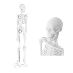 shumee Anatomický model ľudskej kostry 47 cm