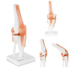 shumee Anatomický model kolenného kĺbu v mierke 1:1
