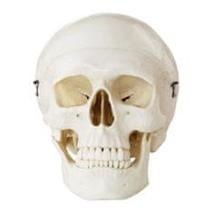 shumee Anatomický model ľudskej lebky v mierke 1:1 + Zuby 3 ks.