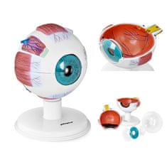 shumee Anatomický model oka ľudskej očnej buľvy, 7 prvkov