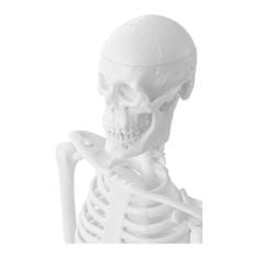 Anatomický model ľudskej kostry 47 cm