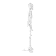 Anatomický model ľudskej kostry 47 cm