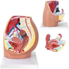 shumee Anatomický 3D model ženskej panvy v mierke 1:1