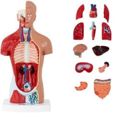 shumee 3D anatomický model ľudského trupu