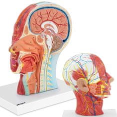 shumee 3D anatomický model ľudskej hlavy a krku v mierke 1:1