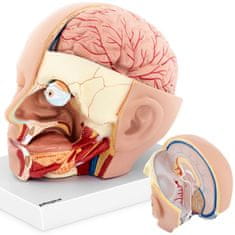 shumee 3D anatomický model ľudskej hlavy a mozgu v mierke 1:1