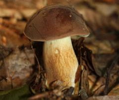 PLANTO Hríb hnedý ( Boletus badius ) mykorhyzné mycélium PO-SM-HH