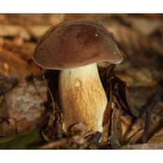 PLANTO Hríb hnedý ( Boletus badius ) mykorhyzné mycélium
