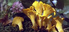 PLANTO Líška obyčajná ( Cantharellus cibarius ) mykorhyzné mycélium PO-SM-LO
