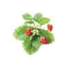 Click and Grow Lesné jahody náhradné kapsuly 3ks