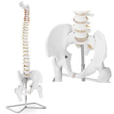 shumee Anatomický model ľudskej chrbtice s mužskou panvou 86 cm