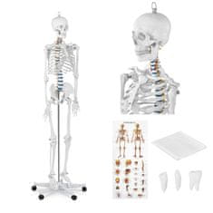 shumee Anatomický model ľudskej kostry 176 cm + Anatomický plagát