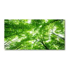 Wallmuralia.sk Fotoobraz na skle zelený les 100x50 cm 2 prívesky