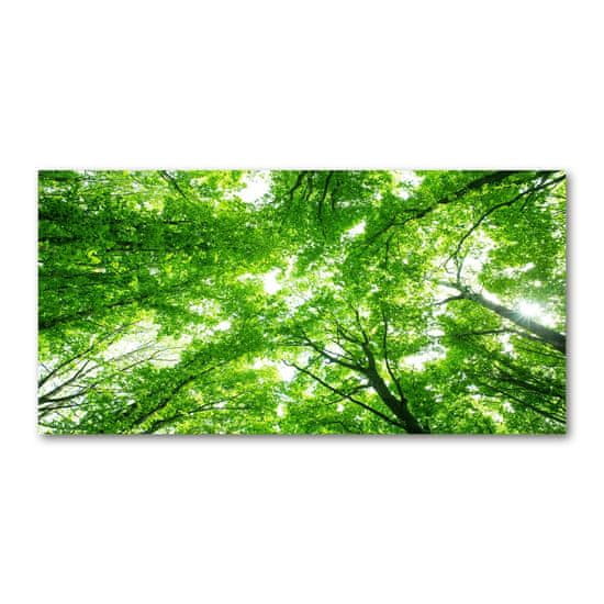 Wallmuralia.sk Fotoobraz na skle zelený les
