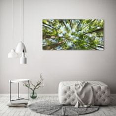 Wallmuralia.sk Foto obraz akrylové sklo Koruna stromov 120x60 cm 2 prívesky