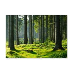 Wallmuralia.sk Foto obraz akrylové sklo Smrekový les 100x70 cm 2 prívesky