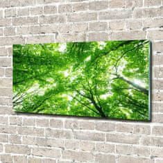 Wallmuralia.sk Fotoobraz na skle zelený les 100x50 cm 2 prívesky