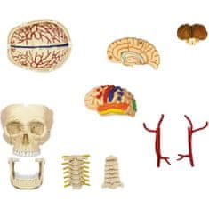 MGM MGM, Explora, Anatómia lebky a mozgu, Anatomické skúsenosti