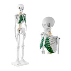shumee Anatomický model ľudskej kostry 85 cm