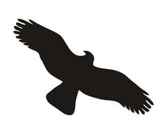 Traiva Silueta dravca, proti narážaniu vtákov do skla - čierna Samolepka 150 x 65 mm tl. 0.1 mm - Kód: 06790