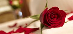 koryworld Posteľ plná ruží - lupene 100 ks
