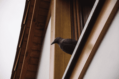 Bradas Havran - strašiak vtákov a hlodavcov