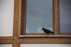 Bradas Havran - strašiak vtákov a hlodavcov