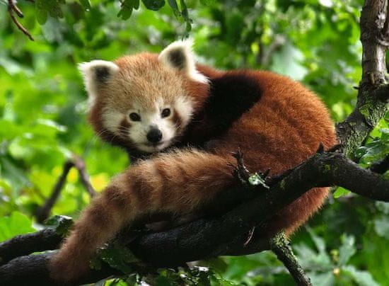 Ravensburger Puzzle Panda červená 500 dielikov