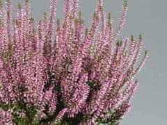 IGLACO Vres Vres Odroda PINK BETTINA krásne ružovo-fialové kvety