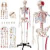 Anatomický model ľudská kostra 180cm s označením svalov a kostí