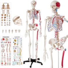 tectake Anatomický model ľudská kostra 180cm s označením svalov a kostí