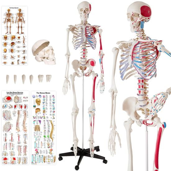 tectake Anatomický model ľudská kostra 180cm s označením svalov a kostí