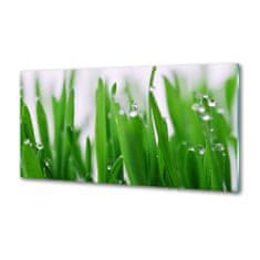 Wallmuralia.sk Dekoračný panel sklo Steblá trávy 100x50 cm